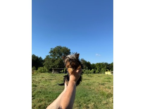 Yorkshire terrier teacup bebekler