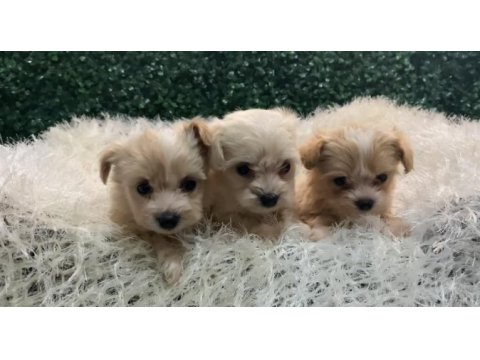 Maltipoo bebekleri
