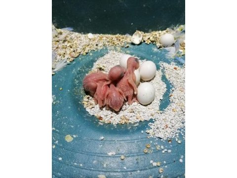 Antalya ev üretimi renk güzeli yavru muhabbet kuşları