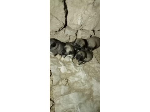Saf kangal köpeği yerlisinden