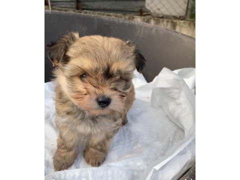 (sdk) çiftlikten sevimli morkie yavrular
