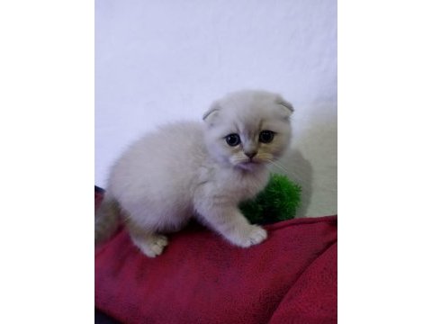 Muhteşem güzellikte beyaz scottish fold yavrularımız