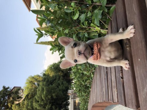 Denizli french bulldog yavrular