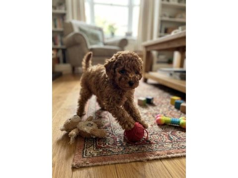 Toy poodle yavru köpeğimiz