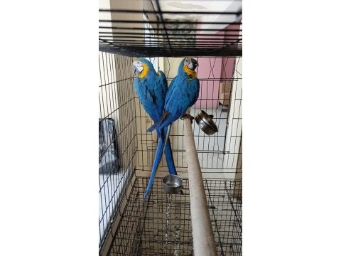 Macaw dişi ve erkek çiftler mevcut