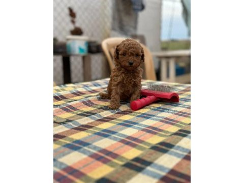Kore toy poodle yavrular