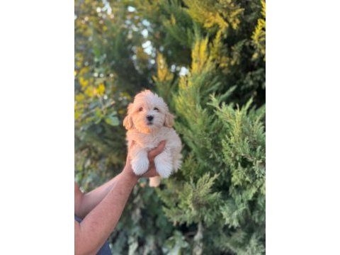 Maltipoo yavrularımızı canlı görerek alabilirsiniz