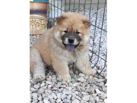 Köpeklerimiz 50 günlükler a kalite