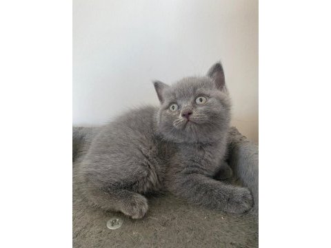 3 aylık dişi british shorthair