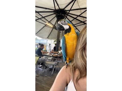 Oyun hamuru macaw papağanı
