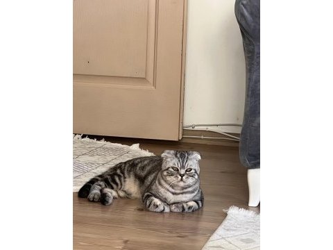 Scottish fold kedisi sahiplendirme