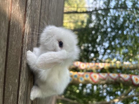 Hollanda lop tavşanı yavruları