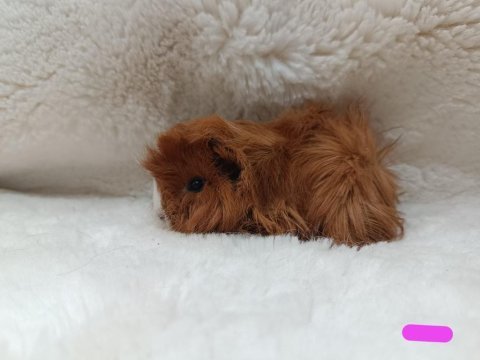 Sevimli guinea pig yavruları