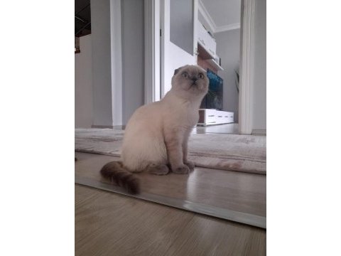 Scottish fold blue point erkek yavru