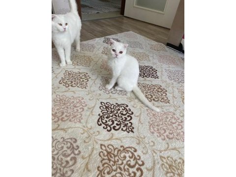 Çinkomuza yeni yuva scottish fold