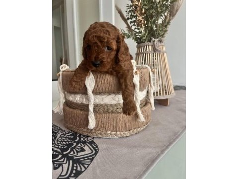 Red brown toy poodle bebekler
