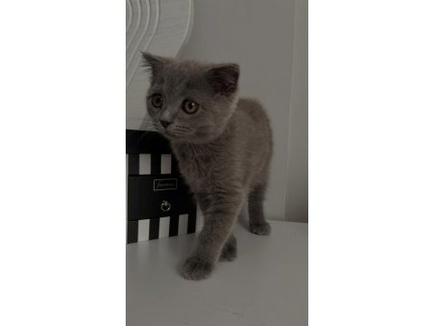 Scottish fold yavrumuz yeni yuva arıyor