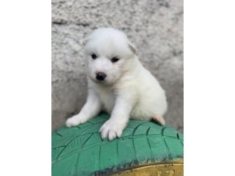Kar beyaz samoyed yavrular ırk ve sağlık garantili
