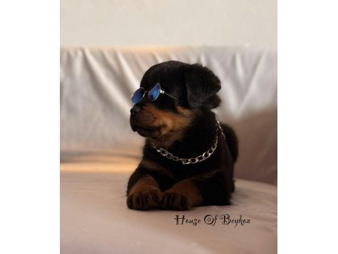 A şecereli erkek rottweiler yavrularım