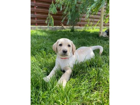 Safkan golden retriever bebekler