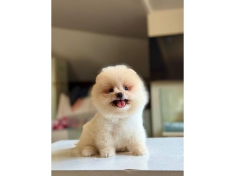 Orjinal tatlı pomeranian boo köpeğimiz