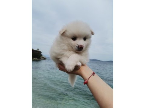 50 günlük pomeranian yavrular