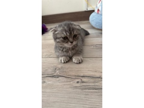 Scottish fold 2 aylık