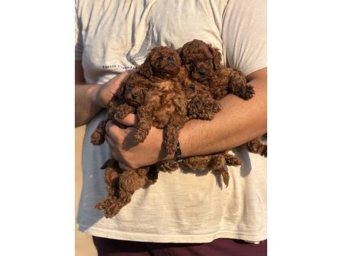 Aşılı çiş eğitimli toy poodle bebekler 