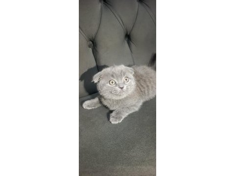 Scottish fold bebişler yeni yuvalarını arıyor