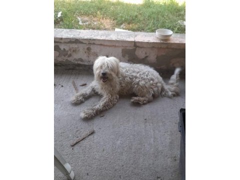 Damızlık maltese terrier kızımız 18 aylık