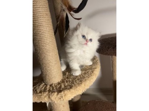 British longhair ay1233 dişi