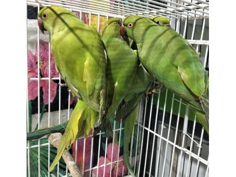 Kapalı bilezik pakistan papağanları