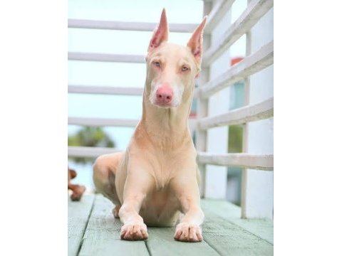 Özel renk albino doberman