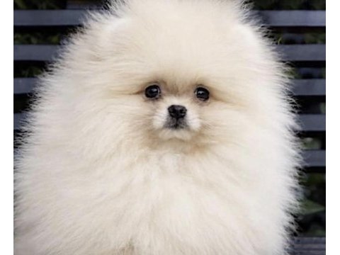 Pomeranian boo köpeklerimiz