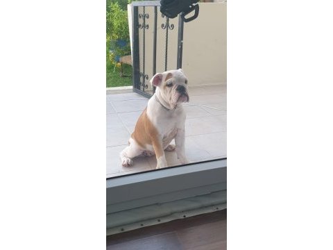 Safkan ingiliz bulldog