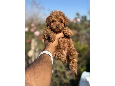 Teacup boy red brown poodle bebekleri