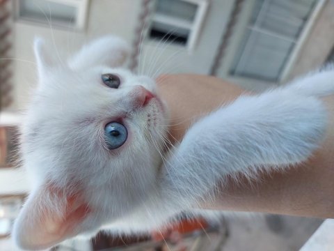 British shorthair kedimize yuva arıyoruz