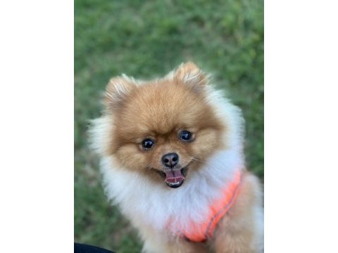 Pomeranıan boo oğlum için eş