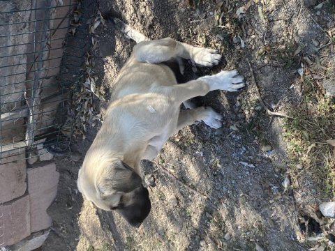 Irk garantili kangal yavrum satılıktır herşeyi tamdır