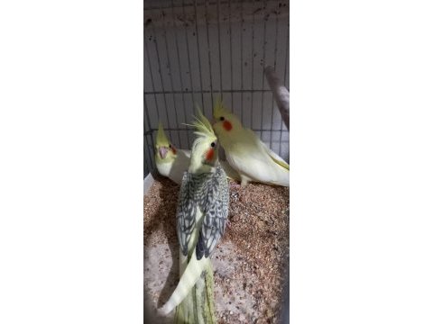 1 haftalık yeme düşmüş yavru sultan papağanı