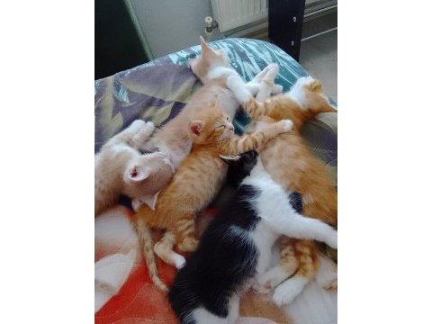 Acil sahiplendirme kedimiz