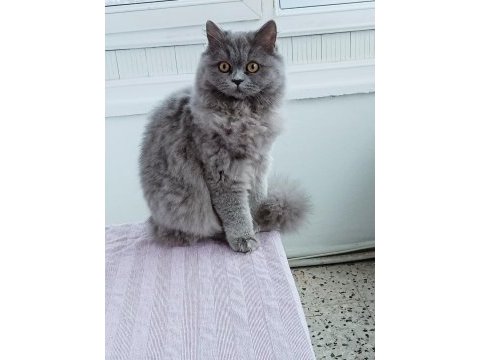 British longhair 9 aylık