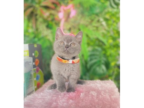 British shorthair yakışıklım ilanda