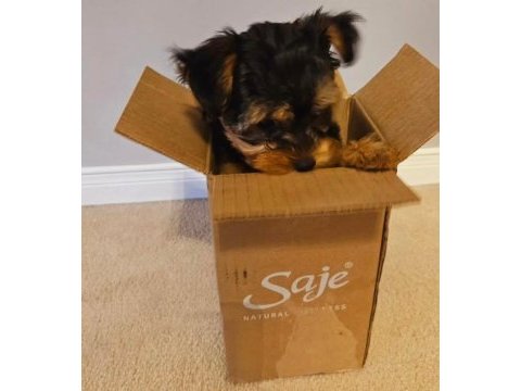 Morkie teddy yüz hattına sahip