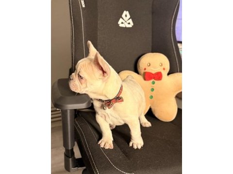 71 günlük safkan french bulldog bebek