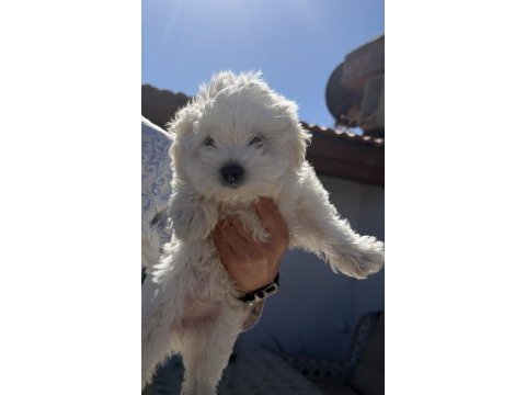 Sevimli maltese yavruları