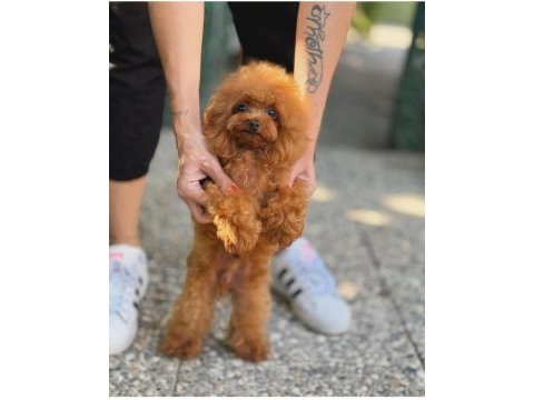 5 tane miniş toy poodle