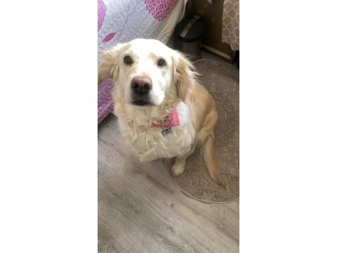 Golden retriever köpeğimizi sahiplendirme