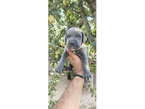 Asalet ve güç bir arada blue cane corso yavruları