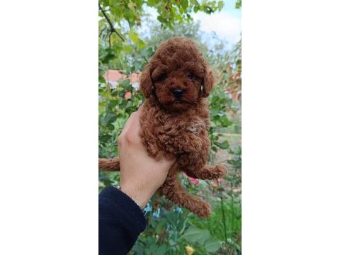 Irk ve sağlık garantili 10 numara poodle yavrular